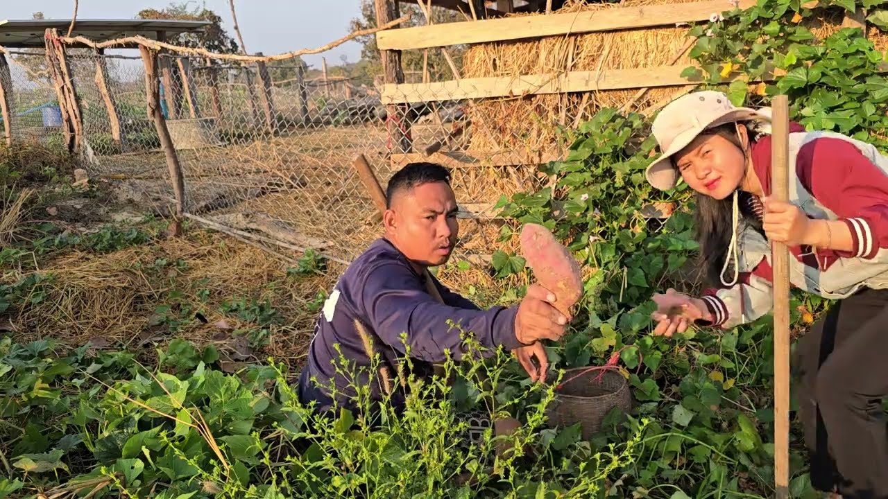 สองผัวเมียช่วยกันขุดมันมีแต่หัวงามๆไม่คิดว่าจะมีหลายปานนี้