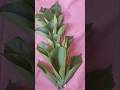 Turning leaves into decorations #handicrafts #diy #decoration #leafart
