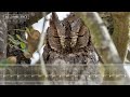 African Scops Owl Call &amp; Sounds