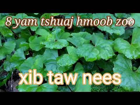 Video: Yuav Kho Cov Neurosis Thaum Yau Li Cas