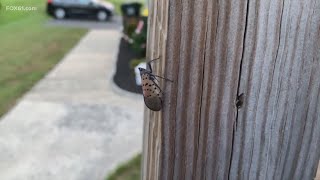 Winemakers fear Spotted Lanternfly could take out vineyard