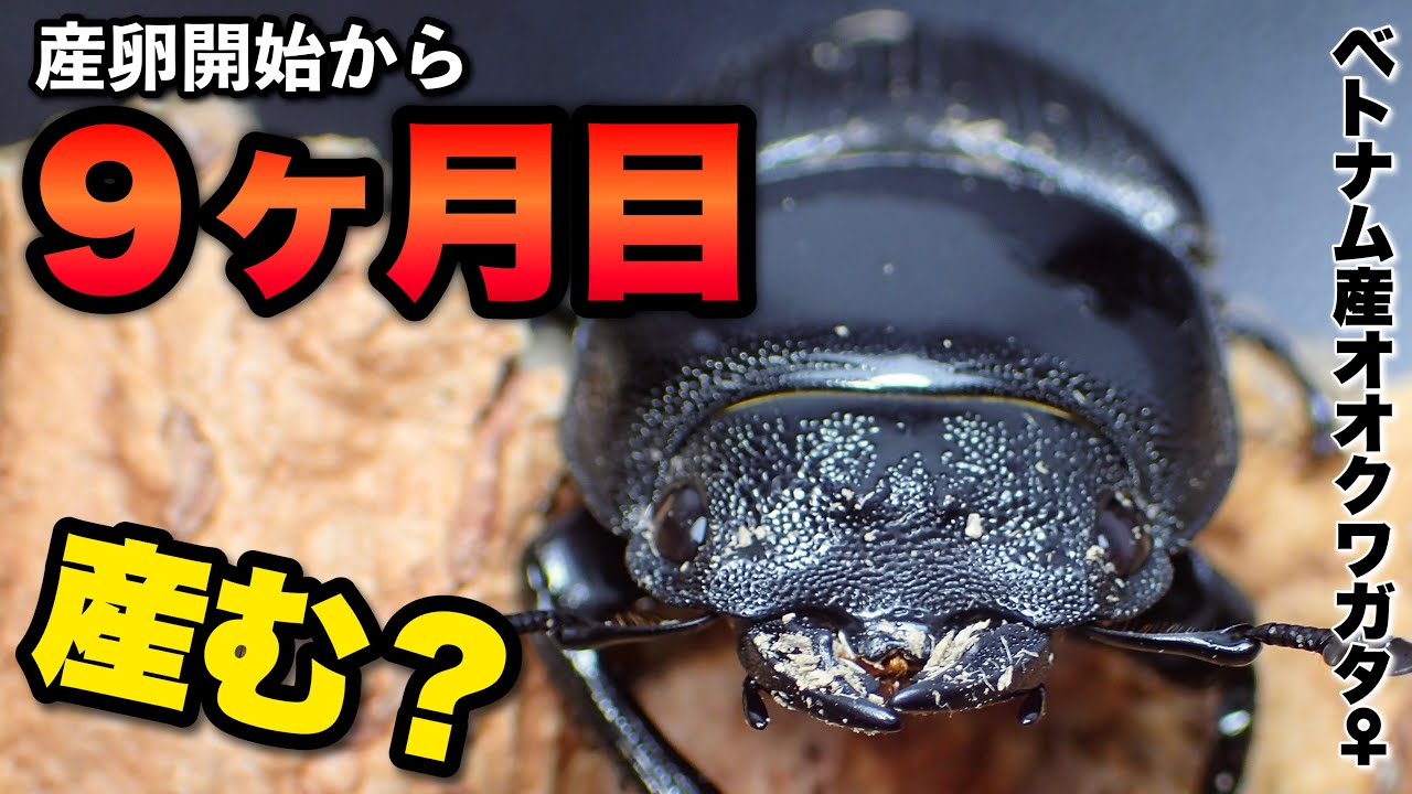 クワガタ飼育、越冬、各種ブリード産卵のやりかたを教えます。 必見】国産オオクワガタは冬でも産卵するのか？実験してわかった重要な