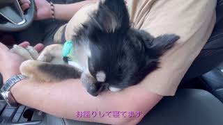 広島県。愛媛県。ペットと宿泊と観光OKで温泉と食べて出逢いと飲み放題