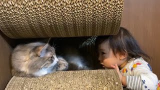 追いかけられると逃げて追いかけられないと近付く猫 ノルウェージャンcat that runs away when chased and approaches when it is not chased