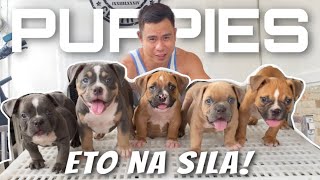 PINAGSAMA-SAMA ANG MAKUKULIT! FEEDING , VITAMINS & TAKING CARE OF 2 MONTHS OLD BULLIES •Sam Walastik