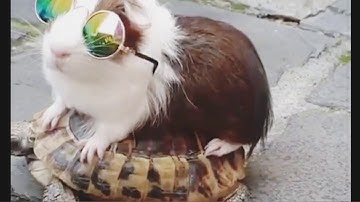 Rabbit riding on a tortoise