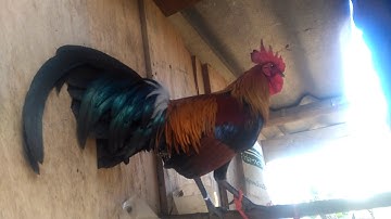 ไก่ต่อตวนี้หมานสุด tus qaib dib no dib tuaj zoo heev 2021