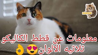 معلومات عن قطط الكاليكو ثلاثيه الألوان 😍👌