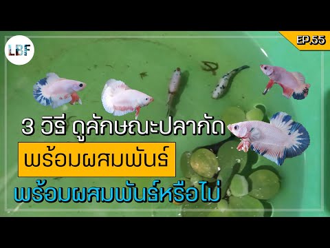 วีดีโอ: 3 วิธีรู้ลักษณะของปลาที่จะมีลูก