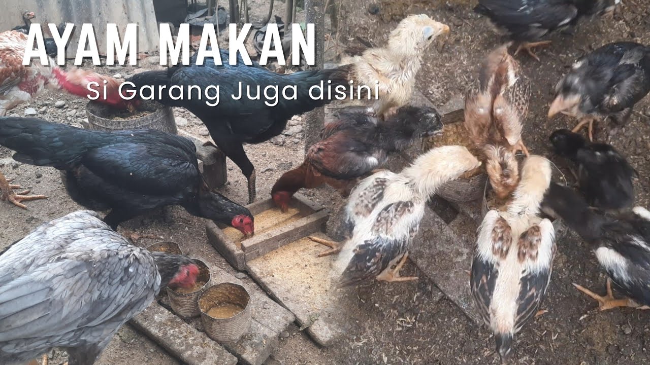 MEMBERI MAKAN AYAM AYAM DI RUMAH | Sound Asli No music
