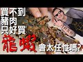 豪華大餐超簡單 奶油龍蝦佐南瓜醬 Lobster with Pumpkin Sauce｜Fred吃上癮