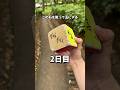 この石が玉になるまで蹴り続けてみた。2日目