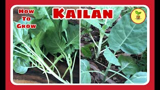 Paano Magtanim ng Kailan / Gailan (Chinese Kale/ Brocolli)
