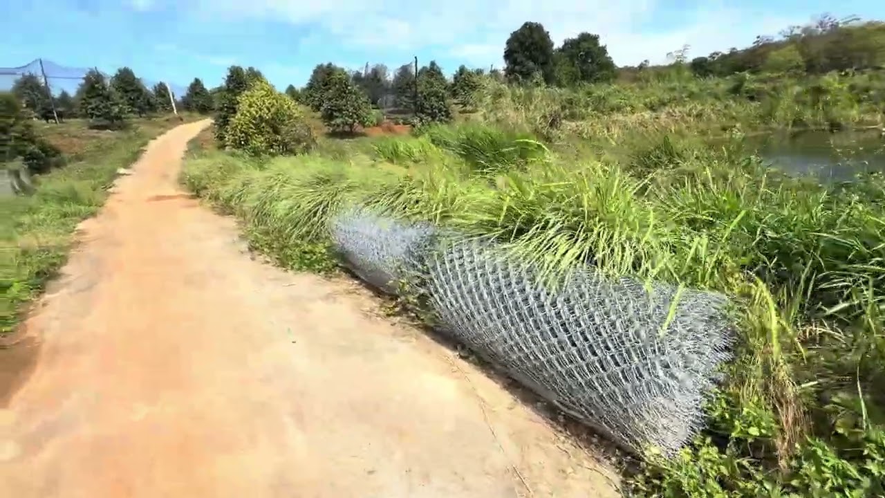 Bán đất sầu riêng 600 cây đang thu còn 200 cây năm 2 tổng 5,8ha giá 20 tỷ có Tl lh 0972317731