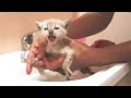 First bath for Rescued kitten 😿A cute kitten has come into my house💖