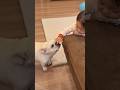1歳児が別れを告げたら愛犬が寂しそうにしてました… #赤ちゃん #日常 #フレンチブルドッグ