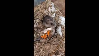 Chonky Buby Hamster exploring his new home! #hamsters