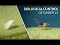 Biological control of whitefly -  Encarsia Formosa