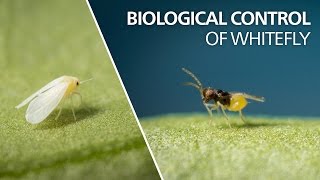 Biological control of whitefly   Encarsia Formosa