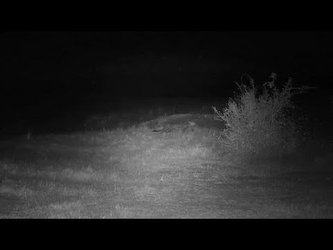camera iphone 8 plus apk Djuma Leopard-Hosana male goes off stalking Impala near dam wall - 22:12 - 06/15/19