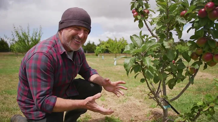Staking Trees In My Orchard