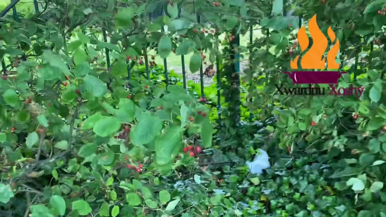 مڕەبای بەڵالوک