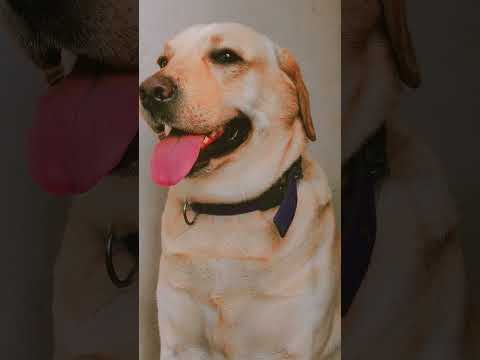 @dogworld1570#viralvideo #labrador #cute🐾🐕💕💝