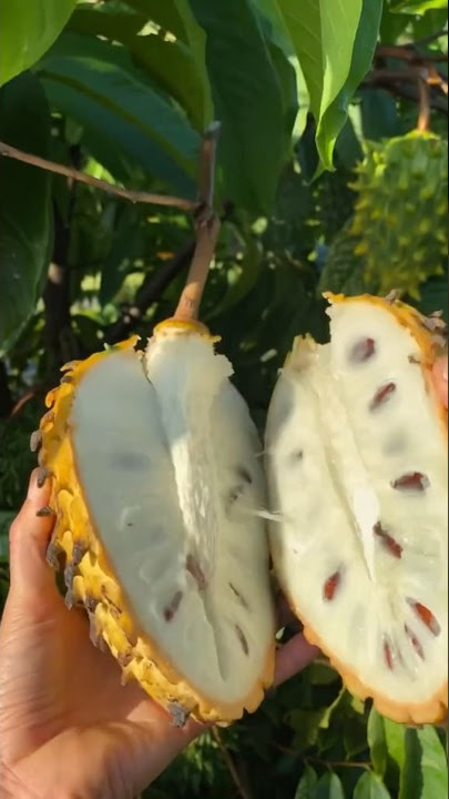 Benefits of soursop #soursop #shorts