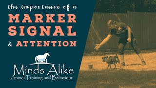 Minds Alike - The Importance Of A Marker Signal & Attention