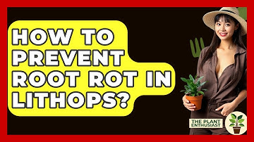 How To Prevent Root Rot In Lithops? - The Plant Enthusiast