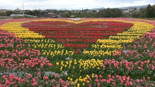 あきつの小野公園の桜～恋のチューリップ畑 Cherry blossoms in Akitsuno Ono Park - Koino Tulip Field (Japan) (2023)