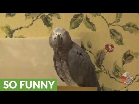 parrot-teases-owner-when-asked-to-make-specific-animal-sounds