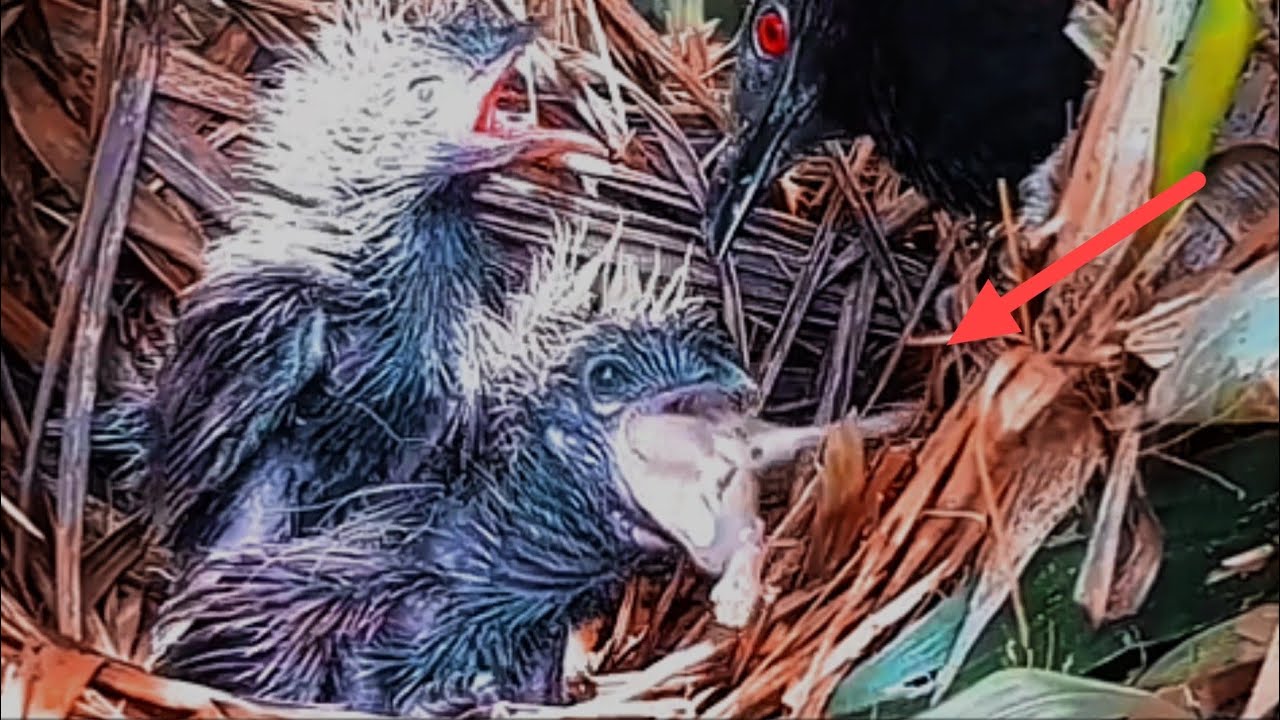 INI GILA, SEBESAR APA PUN PASTI DITELAN