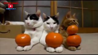 Приколы с кошками#2-Лучшие видео приколы 2016 Приколы с кошками#2-Лучшие видео приколы 2016
