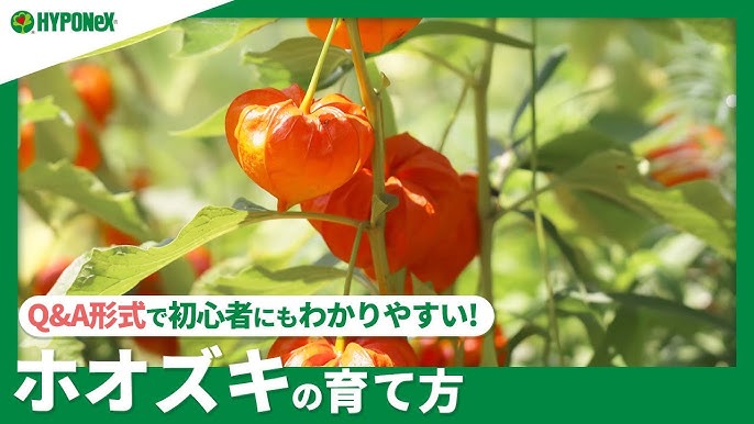 ほおずきの育て方 別名 カガチ ヌカヅキ カインズ花図鑑 Youtube ほおずきの育て方 別名 カガチ ヌカヅキ カインズ花図鑑 Youtube