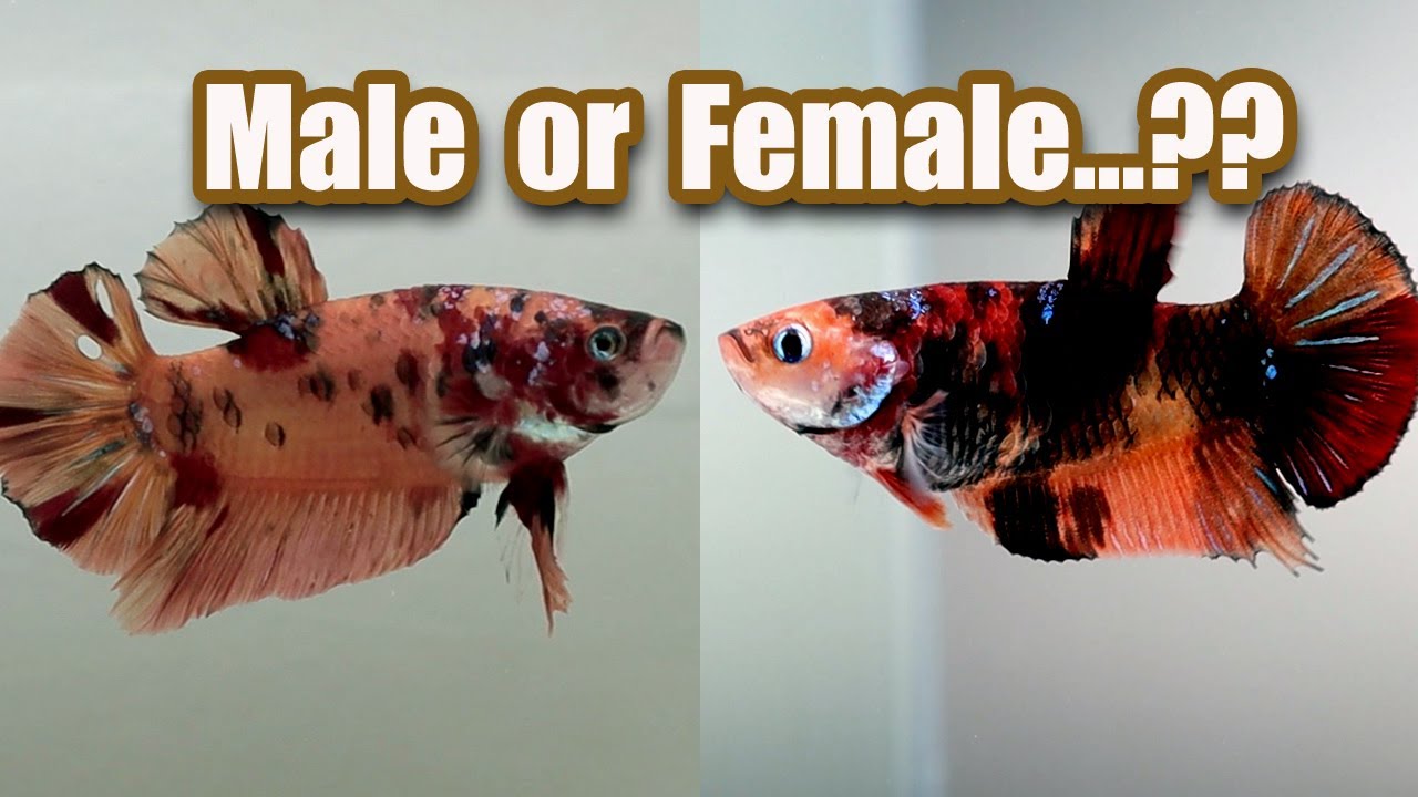 How To Identify Male And Female Betta Fish \