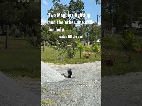 Magpies fighting and