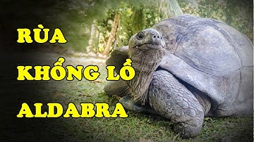 Tìm hiểu về Rùa Aldabra | Loài rùa "đẳng cấp" | Hoàng Long Family