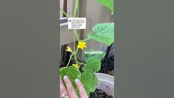 Growing muncher cucumber in a stackable planter 🌱🌼  #shorts