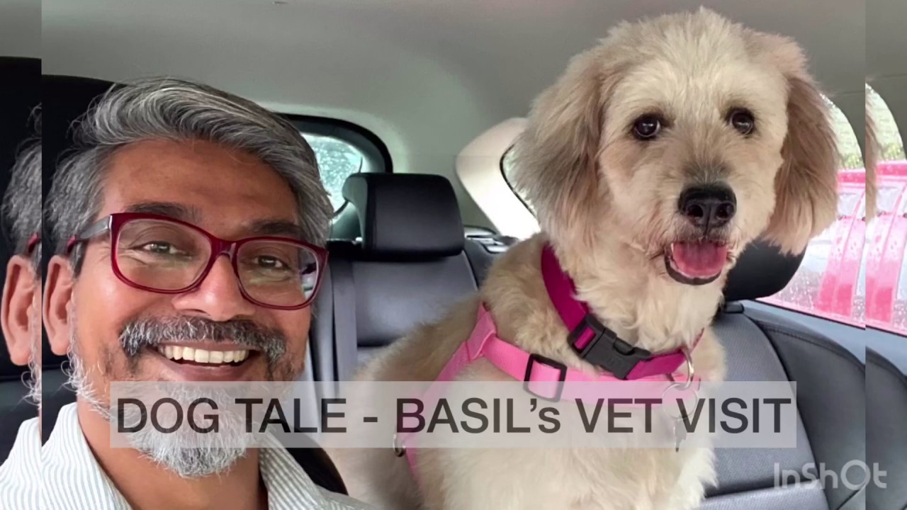 DOG TALE Basil’s Vet Visit YouTube