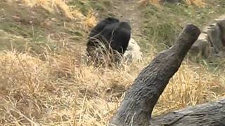 Chimpanzee Congo Line!