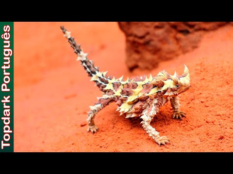 Vídeo: Que plantas animais vivem no deserto?