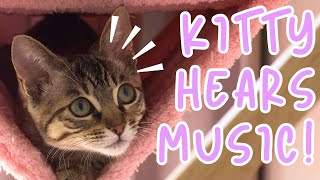 Kitten listens to me playing the guitar (GETS EMOTIONAL) by Bean, Mochi and George 1,391 views 1 month ago 2 minutes, 51 seconds