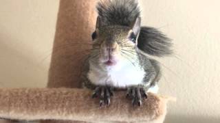 Squirrel Inside Voice