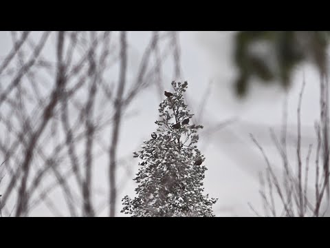 Видео: ОХОТА С МЕЛКАШКОЙ В ДЕКАБРЕ. СКРАДЫВАЮ СТАИ ТЕТЕРЕВА. ЕЗДА ПО СНЕГУ НА НИВЕ ЛЕГЕНД.