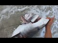 Florida LAND BASED SHARK FISHING TIGER SHARK !!