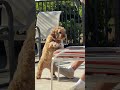 the dad that "didn't want a dog"...