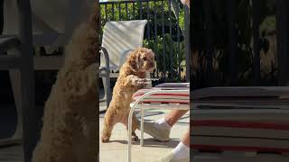 the dad that didnt want a dog...
