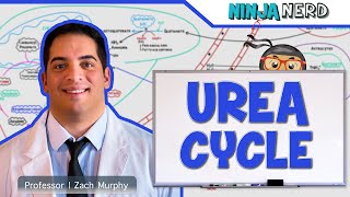Metabolism | Urea Cycle