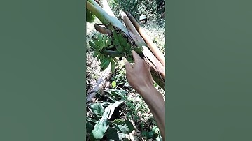 Cây Chuối Đột Biến Kỳ Lạ